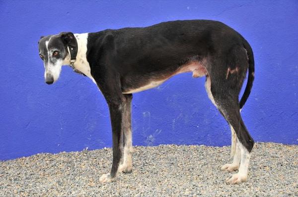 Galgo BIBERON aus San Anton sucht ... 8085473lwe