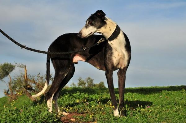 Galgo BIBERON aus San Anton sucht ... 8085474wie