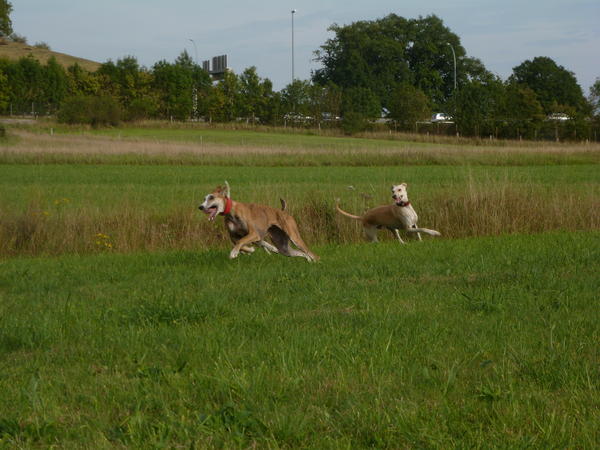 Galga LUNI aus Murcia sucht ... - Seite 7 8104887wim