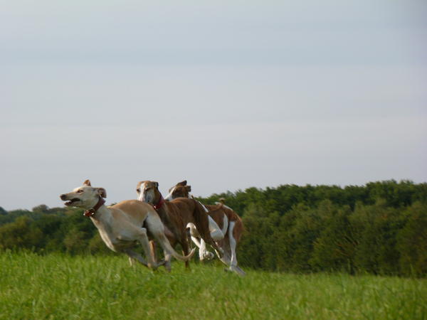 Galga LUNI aus Murcia sucht ... - Seite 7 8104889hkg