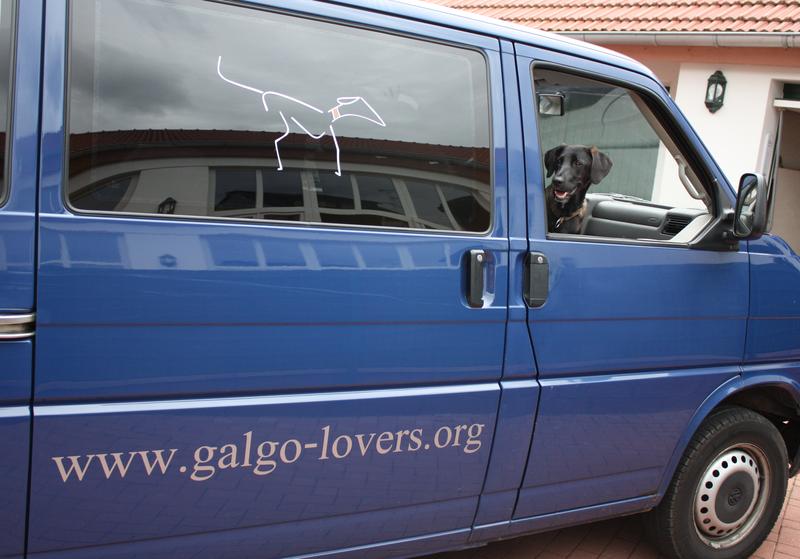 Galgo-Lovers A.s.b.l. ist nun stolzer Besitzer eines Galgo-Mobils! 8125612rfo