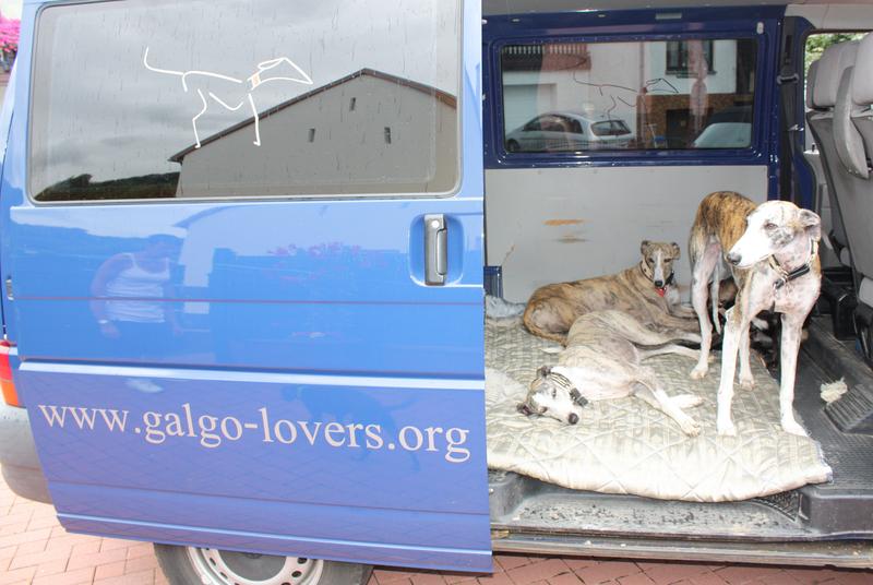 Galgo-Lovers A.s.b.l. ist nun stolzer Besitzer eines Galgo-Mobils! 8125618szu