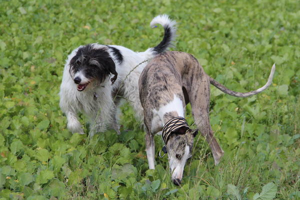 Galgo-Mischling DANTE aus der Perrera Jerez ... - Seite 5 8172885upq