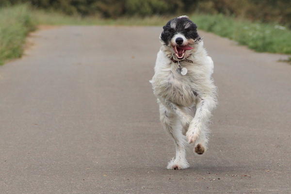 Galgo-Mischling DANTE aus der Perrera Jerez ... - Seite 5 8172886koa