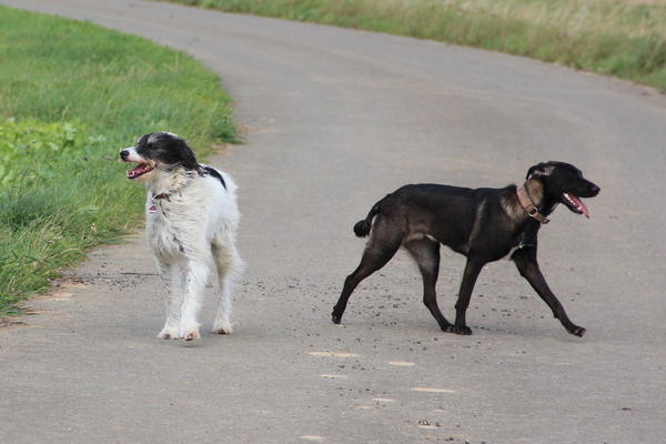 Galgo-Mischling DANTE aus der Perrera Jerez ... - Seite 5 8172888ein