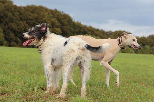 Galgo-Mischling DANTE aus der Perrera Jerez ... - Seite 5 8172891zjv