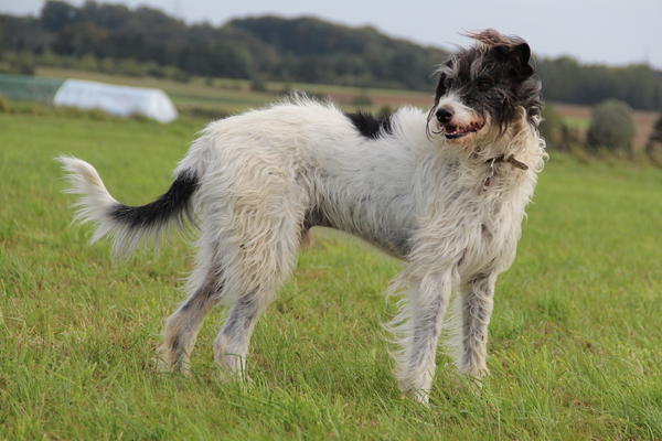 Galgo-Mischling DANTE aus der Perrera Jerez ... - Seite 5 8172892mdd