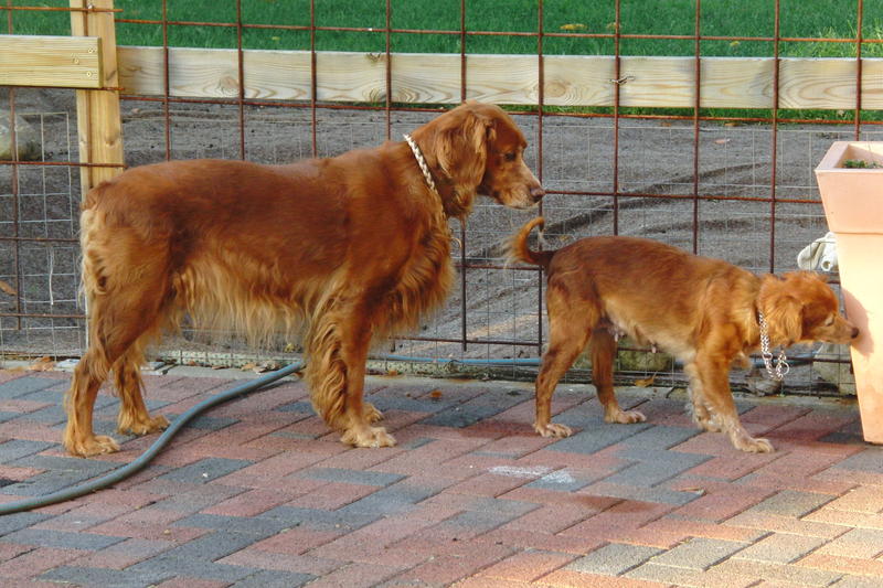 53 chiens retirés pour maltraitance - Page 4 8183330vfo