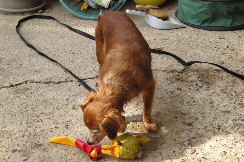 53 chiens retirés pour maltraitance - Page 4 8183334wpu