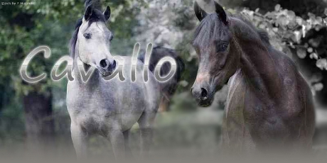 Cavallo 8208552wqt