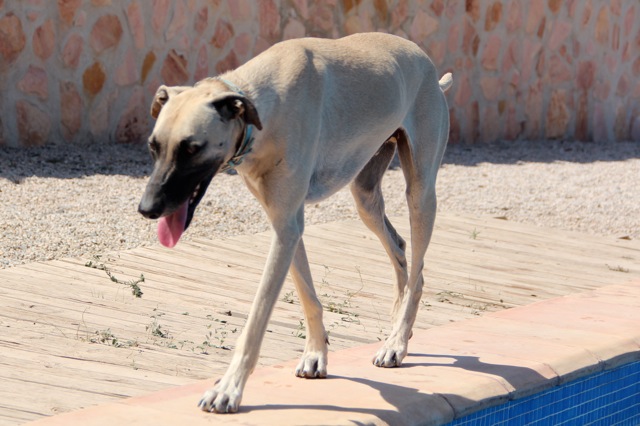 Galgo-Mischling PABLO aus Murcia sucht ... 8250387iya