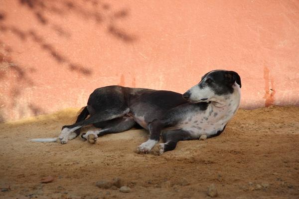 Galgo BIBERON aus San Anton sucht ... 8250704abr