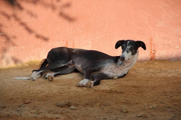 Galgo BIBERON aus San Anton sucht ... 8250705jev