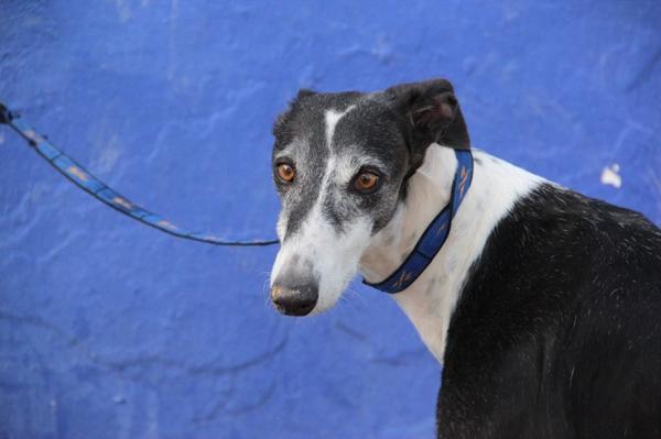 Galgo BIBERON aus San Anton sucht ... 8250709jbs