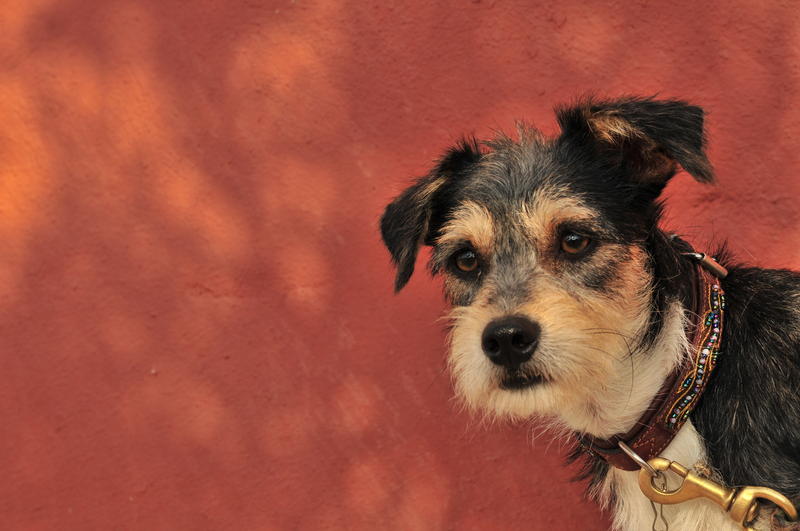 Mischlingshund PINCHO aus San Anton sucht ... 8256627erd