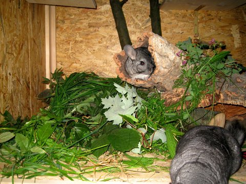 Was gibt es heute bei euren Chinchillas zu futtern - Seite 2 8289330eua