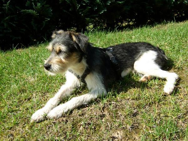 Mischlingshund PINCHO aus San Anton sucht ... 8326616lsj