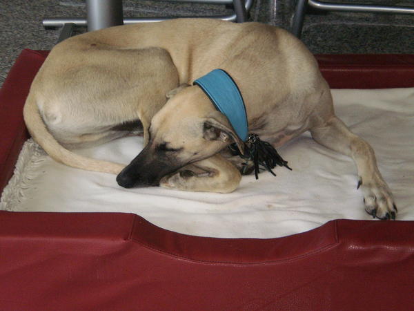 Galgo-Mischling PABLO aus Murcia sucht ... 8332969mam