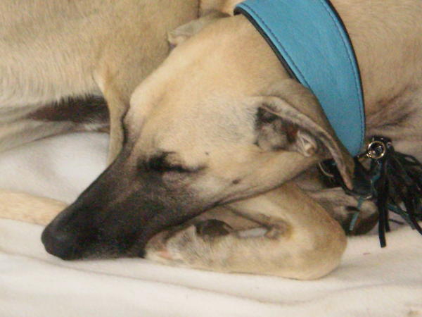 Galgo-Mischling PABLO aus Murcia sucht ... 8332970zpv