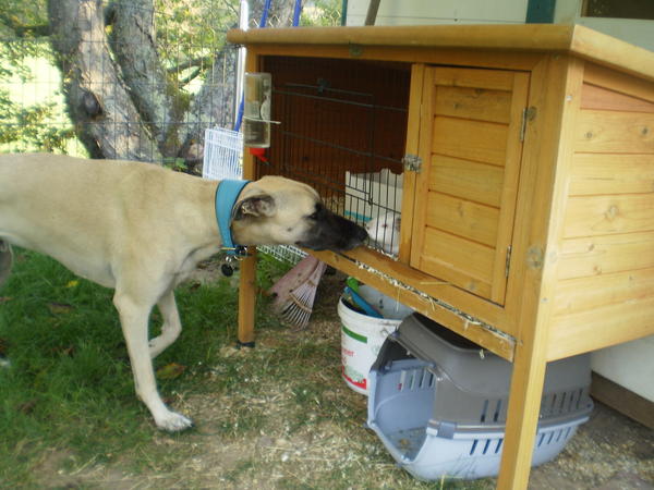 Galgo-Mischling PABLO aus Murcia sucht ... 8332974rxv