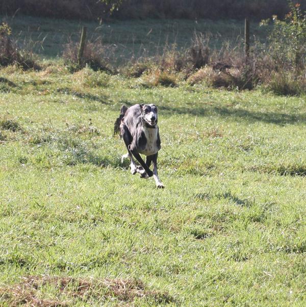 Galgo BIBERON aus San Anton sucht ... - Seite 2 8349386oau