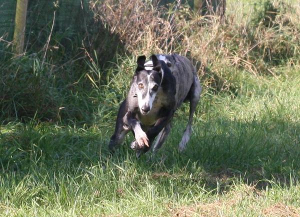 Galgo BIBERON aus San Anton sucht ... - Seite 2 8349389kgq