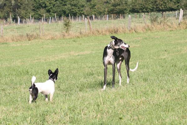 Galgo BIBERON aus San Anton sucht ... - Seite 2 8349391ghp