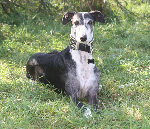 Galgo BIBERON aus San Anton sucht ... - Seite 2 8349394qnu