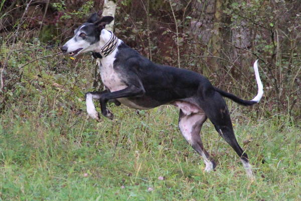 Galgo BIBERON aus San Anton sucht ... - Seite 2 8437690irf