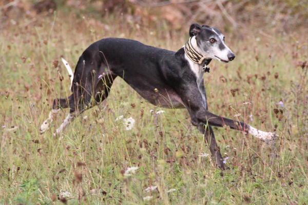 Galgo BIBERON aus San Anton sucht ... - Seite 2 8437696upw