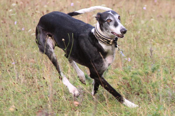 Galgo BIBERON aus San Anton sucht ... - Seite 2 8437698kke