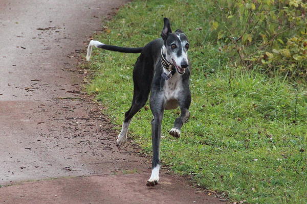 Galgo BIBERON aus San Anton sucht ... - Seite 2 8437703ezs