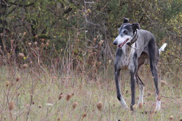 Galgo BIBERON aus San Anton sucht ... - Seite 2 8438084orv