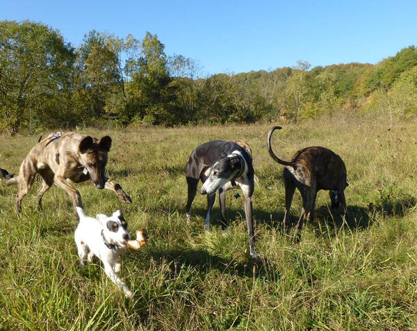 Galgo BIBERON aus San Anton sucht ... - Seite 2 8507394qle