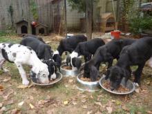 8 Doggenbabys in Ungarn 8537239ubd