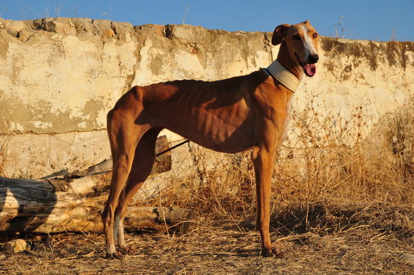 Galga NONAS aus San Anton sucht ... 8554425hwb