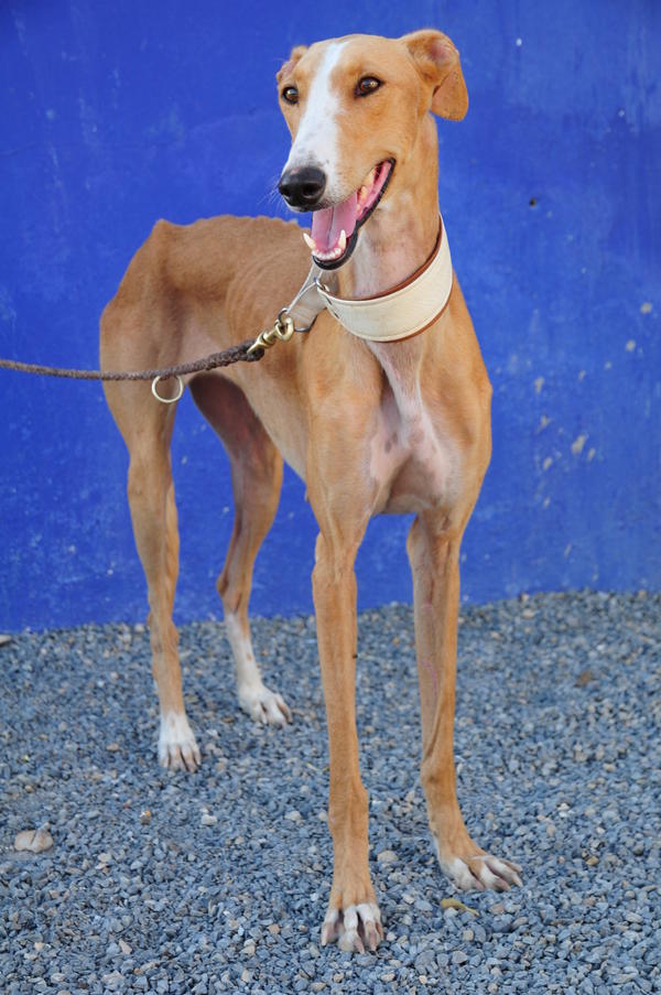 Galga NONAS aus San Anton sucht ... 8555024fja