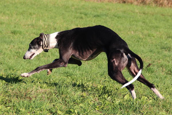 Galgo BIBERON aus San Anton sucht ... - Seite 2 8557328fxc