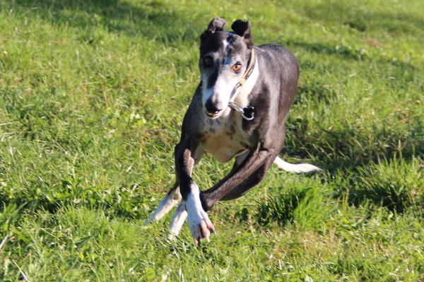 Galgo BIBERON aus San Anton sucht ... - Seite 2 8557329yff