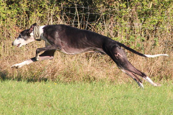 Galgo BIBERON aus San Anton sucht ... - Seite 2 8557330fod