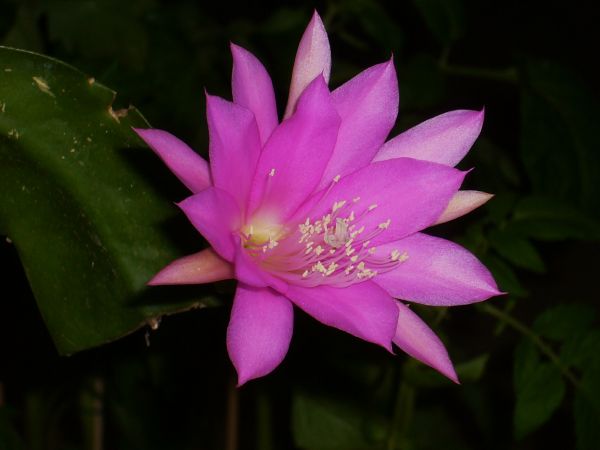 Epiphyllum 8624713xgm