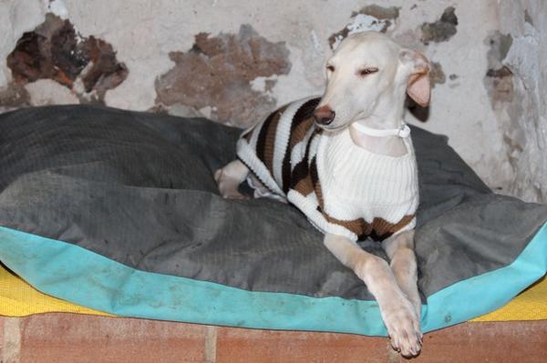 Galgo-Welpe ZORBA aus San Anton sucht ... 8654574rei