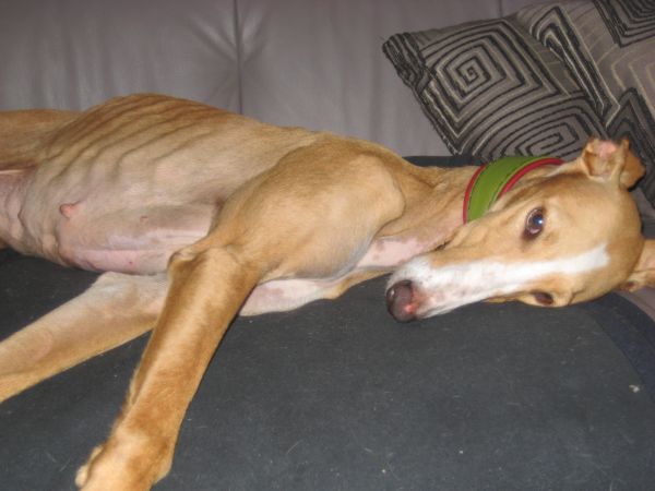 Galga NONAS aus San Anton sucht ... - Seite 2 8687912sli