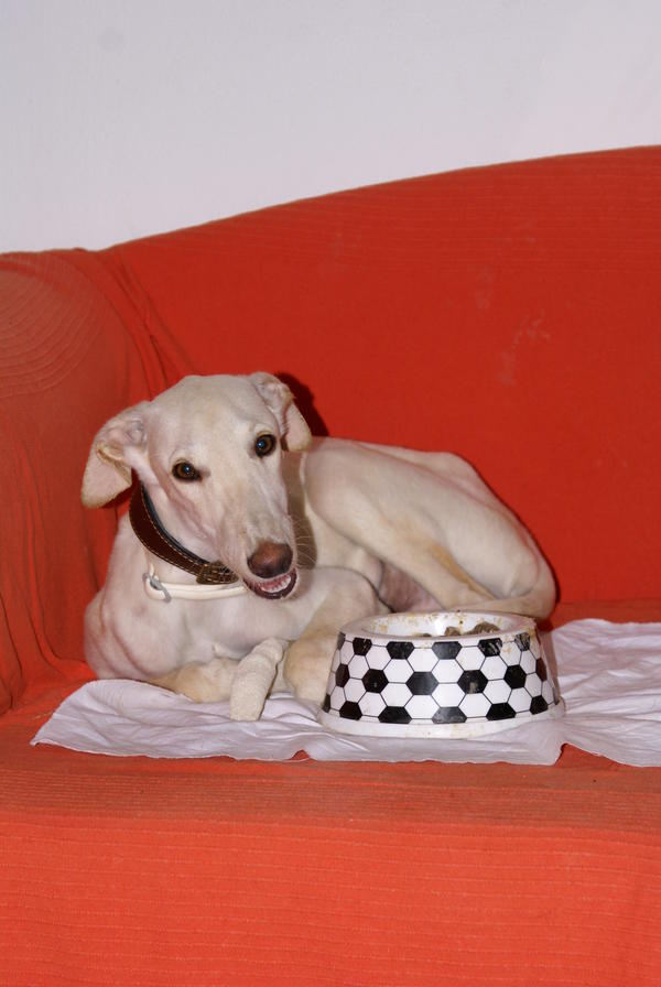 Galgo-Welpe ZORBA aus San Anton sucht ... 8720429bqu