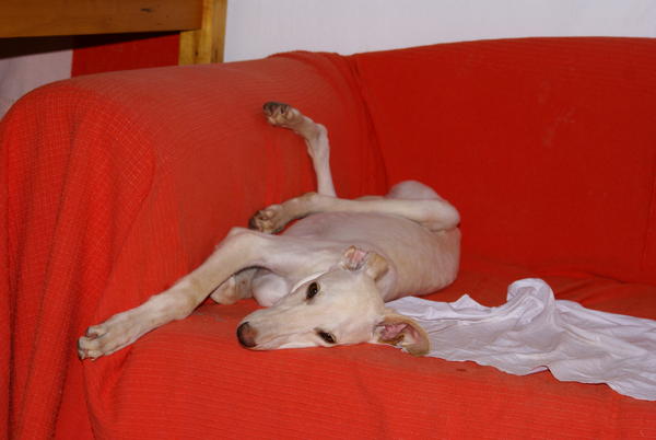 Galgo-Welpe ZORBA aus San Anton sucht ... 8720430juj