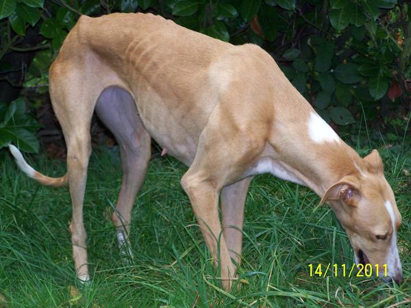 Galga NONAS aus San Anton sucht ... - Seite 3 8767417eal