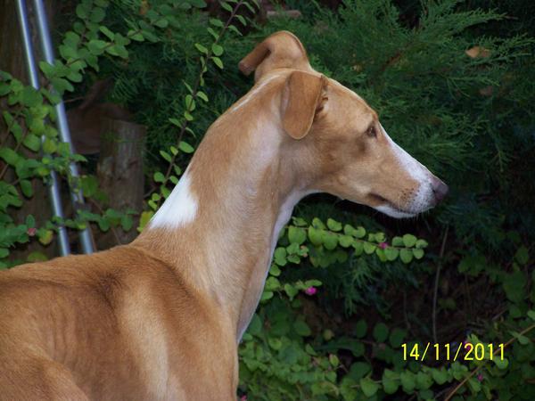 Galga NONAS aus San Anton sucht ... - Seite 3 8767418anh