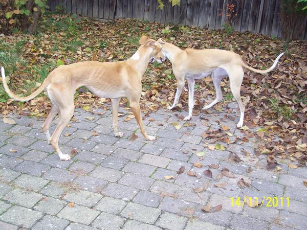 Galga NONAS aus San Anton sucht ... - Seite 3 8767419ffw