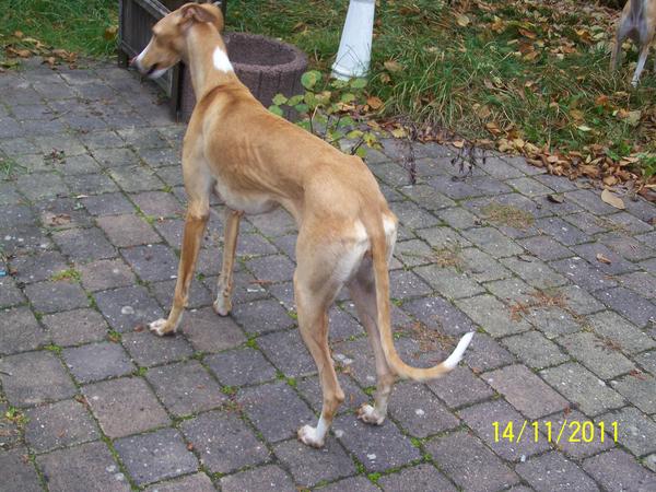 Galga NONAS aus San Anton sucht ... - Seite 3 8767420zcp