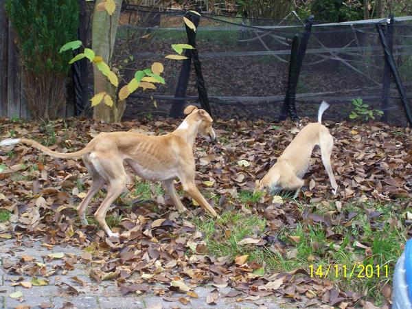 Galga NONAS aus San Anton sucht ... - Seite 3 8767421efu